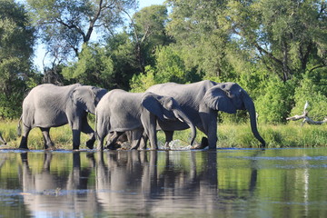 Fototapeta premium Troupeau d'éléphants traversant la rivière
