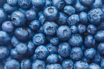 a lot of organic natural ripe blueberries - berry background