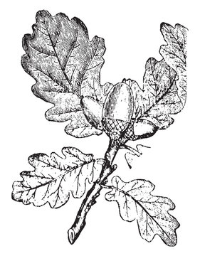 oak branch with leaves and acorn clip art preview