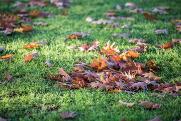 Maple Leaves on the Grassland in Autumn with sunlight