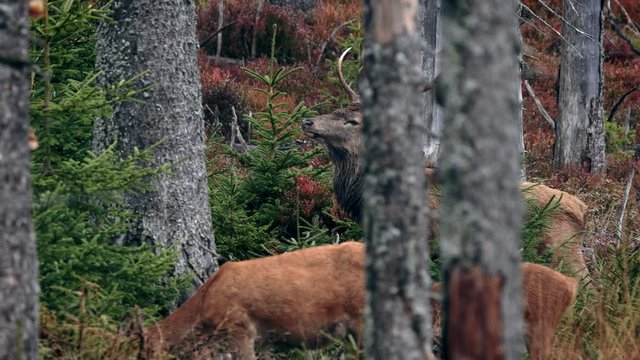 Red deer stag in rut with hinds