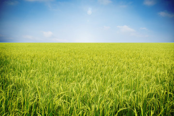 paddy rice field with sky and cloudy