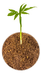 young plant in soil isolated on white