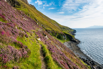 Erika blüht über den Klippen der Küste der Isle of Skye
