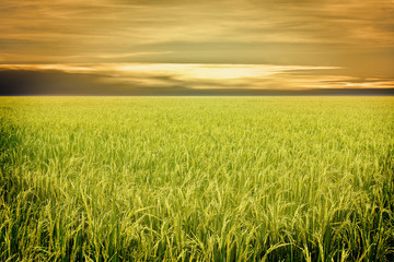 paddy rice field with sky and cloudy