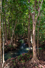 Mangrove forest in Krabi province of Thailand