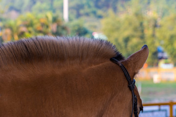 Horsehair  of a brown mongolian horse, ( Equus ferus caballus), the native horse breed of Mongolia....