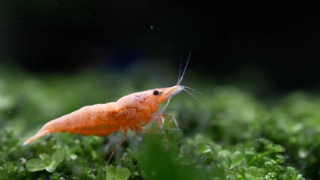 Yellow dwarf shrimp eat some food from aquatic soil in fresh water aquarium tank. Concept of small pet with beautiful life for relaxation of people.