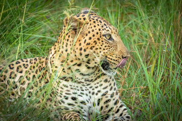 Fototapeta na wymiar African leopard ( Panthera Pardus) lying in the grass, showing his tongue, close up, Madikwe Game Reserve, South Africa.