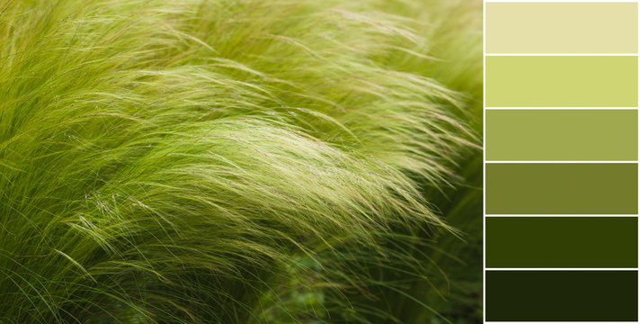picturesque grass with a long shiny pile of barley maned with the Latin name of Hordeum jubatum, color palette with shades of green