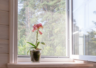 White window with mosquito net in a rustic wooden house overlooking the garden. Phalaenopsis orchid...