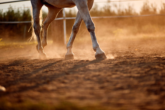  horse foot hoof run  outdoor