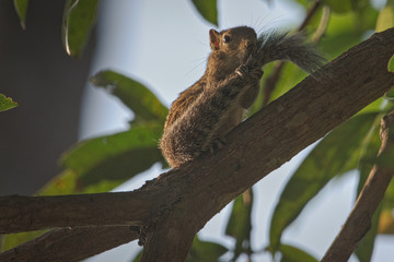 Indian Squirrel