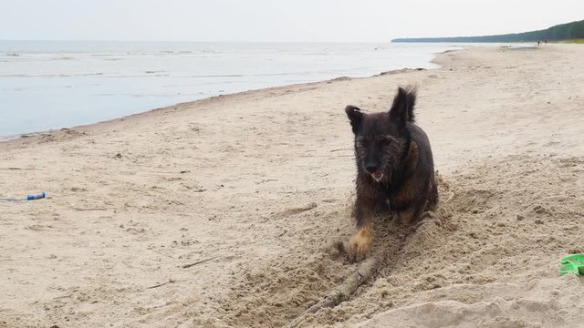 cute little not thoroughbred dog plays and barks at the beach in the sand