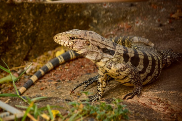 Tegu Lizard - Brazil
