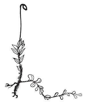 Mnium vintage illustration.
