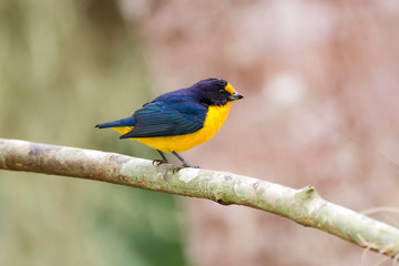 Violaceous Euphonia photographed in Linhares, Espirito Santo. Southeast of Brazil. Atlantic Forest Biome. Picture made in 2013.