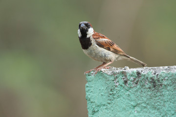 Indian Sparrow