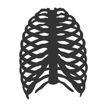 Illustration of human rib cage. Vector Icon