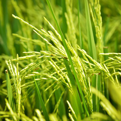 Close up of green paddy rice.