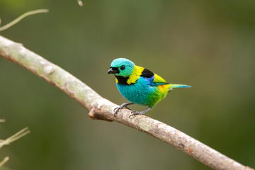Fototapeta na wymiar Green headed Tanager photographed in Linhares, Espirito Santo. Southeast of Brazil. Atlantic Forest Biome. Picture made in 2013.