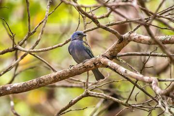 Golden chevroned Tanager photographed in Linhares, Espirito Santo. Southeast of Brazil. Atlantic Forest Biome. Picture made in 2013.