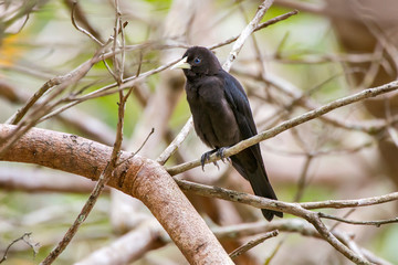 Red rumped Cacique photographed in Linhares, Espirito Santo. Southeast of Brazil. Atlantic Forest Biome. Picture made in 2013.