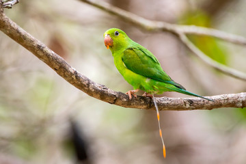 Plain Parakeet photographed in Linhares, Espirito Santo. Southeast of Brazil. Atlantic Forest Biome. Picture made in 2013.