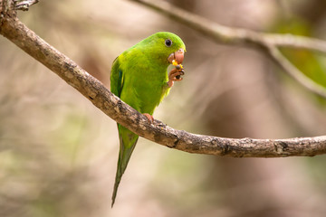 Plain Parakeet photographed in Linhares, Espirito Santo. Southeast of Brazil. Atlantic Forest Biome. Picture made in 2013.