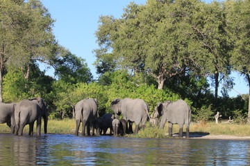 Obraz premium Troupeau d'éléphants traversant la rivière
