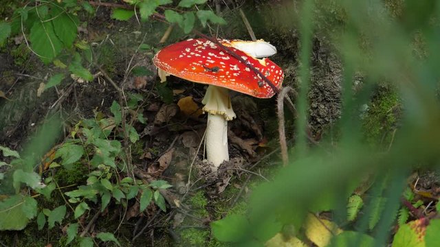Amanite tue-mouches en for&ecirc;t