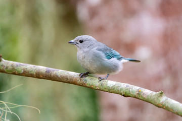 Sayaca Tanager photographed in Linhares, Espirito Santo. Southeast of Brazil. Atlantic Forest Biome. Picture made in 2013.