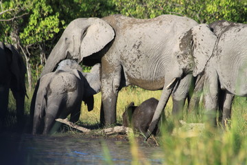 Troupeau d'éléphants traversant la rivière