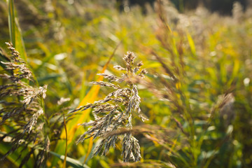 natural background - field or meadow with summer grass