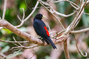 Red rumped Cacique photographed in Linhares, Espirito Santo. Southeast of Brazil. Atlantic Forest Biome. Picture made in 2013.