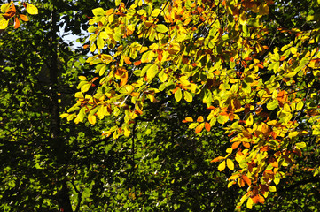 yellow flowers in the garden