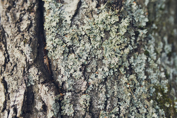 the lichen Parmelia on the tree close-up