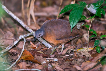 Little Tinamou photographed in Linhares, Espirito Santo. Southeast of Brazil. Atlantic Forest Biome. Picture made in 2013.