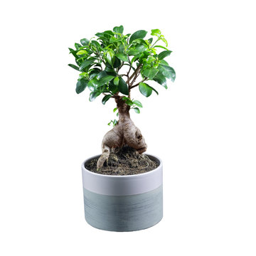 Houseplant ficus microcarpa ginseng in a clay pot isolated on white background.