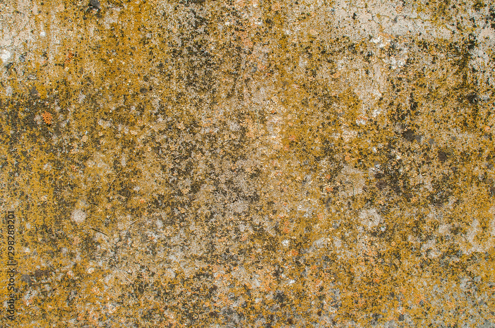 Wall mural Old weathered mossy sandstone surface with lichens closeup as stone background