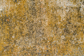 Old weathered mossy sandstone surface with lichens closeup as stone background