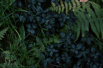 Naklejka na ściany i meble Creative layout made of green leaves. Flat lay. Nature background