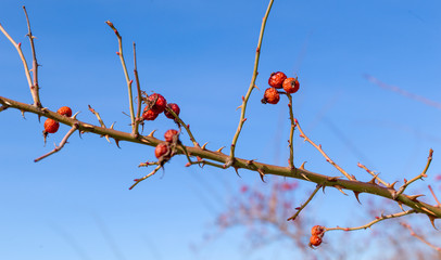 The rosehip, also called rose haw and rose hep, is the accessory fruit of the rose plant. It is typically red to orange, but ranges from dark purple to black in some species. Rose hips begin to form