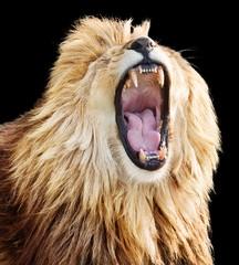 Mighty lion roar