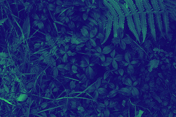 Creative layout made of green leaves. Flat lay. Nature background