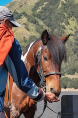 Obraz premium Mount Bromo Indonesia - Jun 13, 2016 : Young Tenggerese man work as horseman waiting for tourist at Mount Bromo one of an active volcano that most visited by tourist in East Java Indonesia