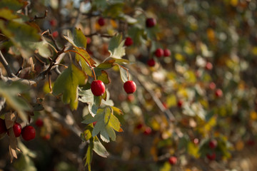 red berries on a branch