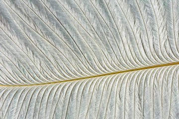 abstract background with white feather texture, close up feather