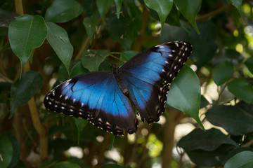 jolie papillon bleu et noir  © Virginie