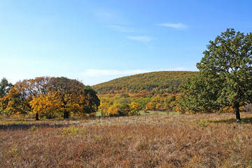 Fototapeta na wymiar Woods in the hillside in autumn